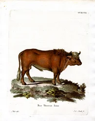 Domácí skot (barevné rytí)