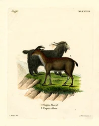 Koza domácí (barevná rytina)