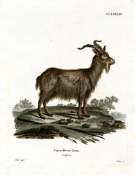 Koza domácí (barevná rytina)