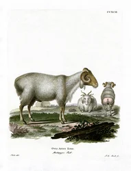 Ovce domácí (barevné rytí)