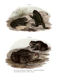 Ropucha Dorbignyho (barva lito)