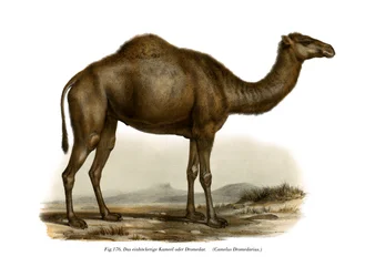Dromedář, 1860