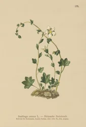Lomikámen visící (Saxifraga cernua) (barevně lito)