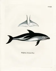 Dusky Dolphin (barevná rytina)