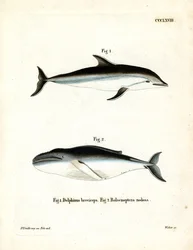 Dusky Dolphin (barevná rytina)