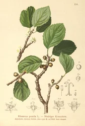 řešetlák zakrslý (Rhamnus pumila)