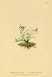 dwarf zakrslý (Gnaphalium supineum)
