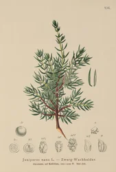 Jalovec trpasličí (Juniperus nana, Juniperus communis subsp. nana, Juniperus communis var. saxatilis)