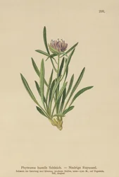 Rampion trpasličí (Phyteuma humile)