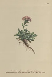 zakrslý kozlík lékařský (Valeriana supina)