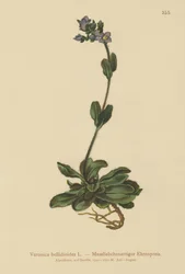 Rozrazil modrý (Veronica bellidioides)