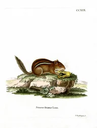 Východoamerický Chipmunk (barevné rytí)
