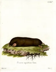 Eastern Mole (barevná rytina)