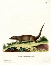 Egyptská mangusta (barevná rytina)