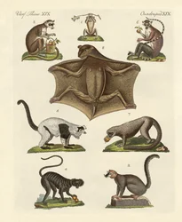 Osm druhů lemurů