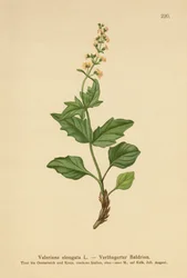 Kozlík podlouhlý (Valeriana elongata)