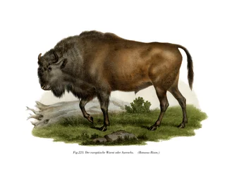 Zubr evropský, 1860