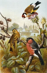 Stehlík obecný, hýl obecný a hýl obecný, deska z "Brehms Tierleben: Allgemeine Kunde des Tierreichs", sv. 57, vydal Bibliographisches Institut