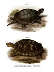 Želva rybniční (barva lito)