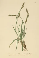 Ostřice stálezelená (Carex sempervirens)