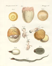 Evoluce slepic, holubů a hadů z vajec (barevné rytí)