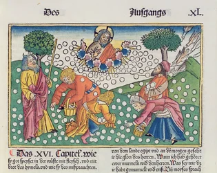 Exodus 16, 13-22: Bůh poskytuje Izraelitům křepelky a manu, z Norimberské bible (Biblia Sacra Germanaica)