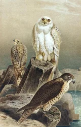 Falcon, deska z "Brehms Tierleben: Allgemeine Kunde des Tierreichs", sv. 6, s. 215, vydal Bibliographisches Institut