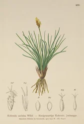 False Sedge (Kobresia simpliciuscula, Kobresia caricina)