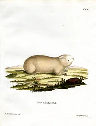 Falešný Zokor (barevná rytina)