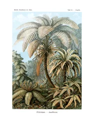 Filicinae, 1899-1904
