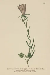 Zvonek lněný (Campanula linifolia, Campanula Carnica)