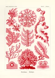 Florideae nebo Rhodophyceae, 1899-1904