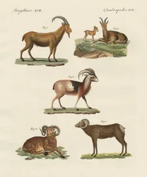 Čtyřnohá zvířata (barevná rytina)