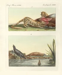 Čtyřnohá zvířata Austrálie (barevná rytina)