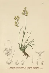 Kostřava čtyřlistá (Festuca pumila, Festuca quadriflora)
