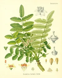 Kadidlo, ilustrace z Koehlers Medicinal Plants, vydané v roce 1887