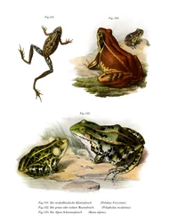 Freycinetova stromová žába