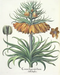 Fritillary: Crown of Imperial flowers od Basila Beslera (1561-1629), hospoda. 1613