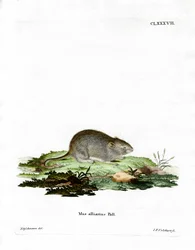 Garlic Mouse (barevné rytí)