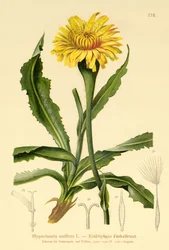 Obří kočičí ucho (Hypochoeris uniflora)