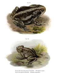 Obrovská ropucha (barevná lito)