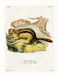 Sysel zlatoplášťový (barevná rytina)