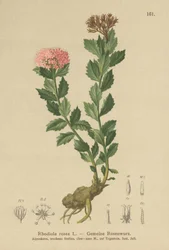 Zlatý kořen (Rhodiola rosea)