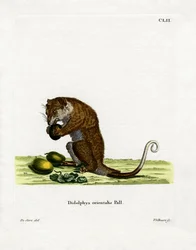 Šedý Cuscus (barevná rytina)