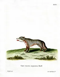 Gray Fox (barevné rytí)