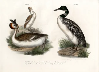 Potápka chocholatá, 1864