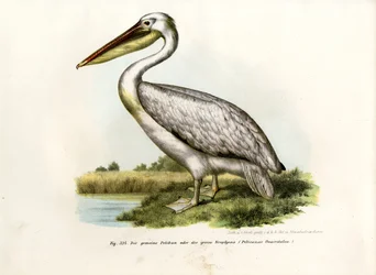 Velký bílý pelikán, 1864