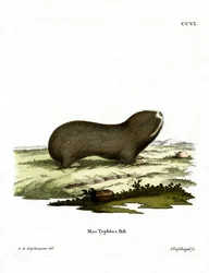 Krysa velká (barevná rytina)