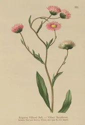 Řecký blešník (Erigeron Villarsii, Erigeron atticus)