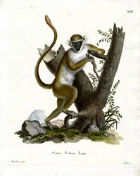 Green Monkey (barevné rytí)